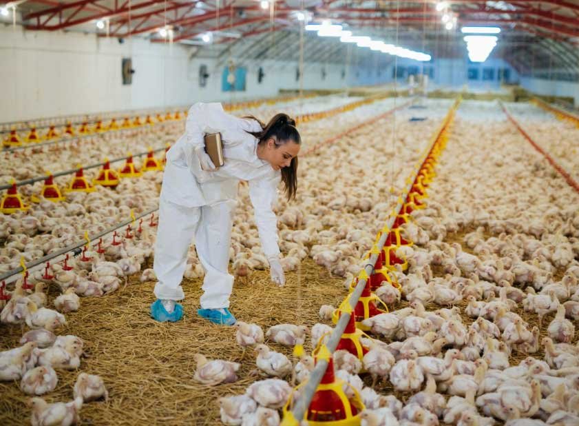 Why-RR-Poultry_img